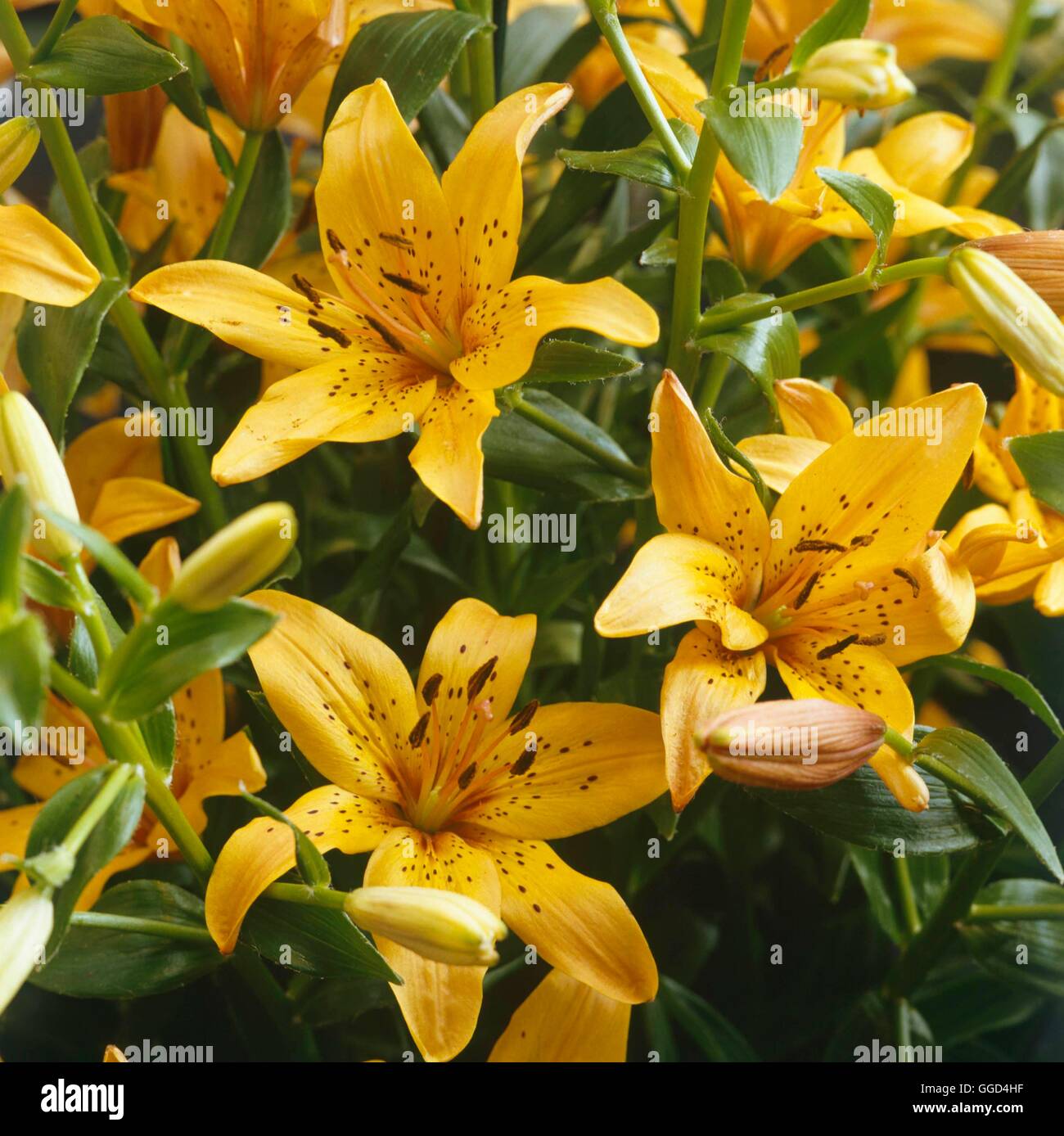 Lilium - `Esther' (Asiatic Hybrid) (Mid-season)   BUL017895 Stock Photo